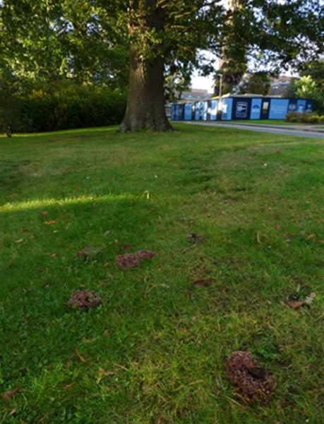 A half dozen fruiting bodies away from the base of English oak at the University of Exeter.